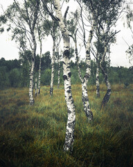 Fototapeta premium Birch Trees, Strensall Common