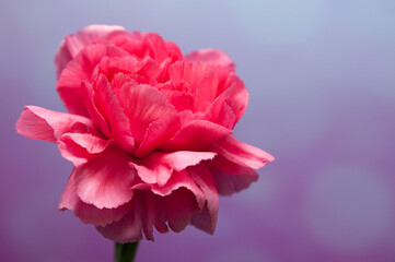 różowy kwiat goździk na fioletowym tle - obrazy, fototapety, plakaty