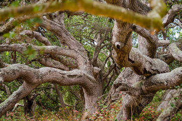 tree in the forest