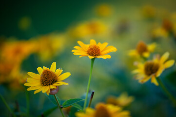 żółte kwiaty na zielonym tle