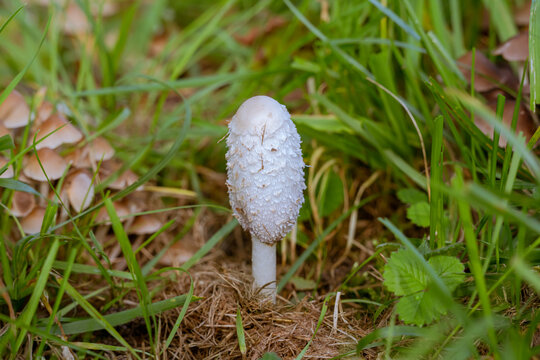mushrum