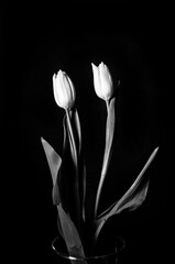 dwa tulipany na czarnym tle