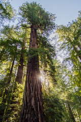 Fototapeta premium tree in the forest
