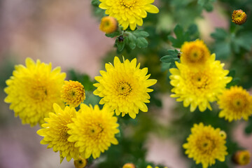 Chrysanthemum indicum