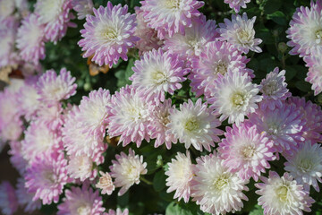 Chrysanthemum indicum