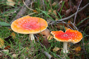 Nahaufnahme von Pilzen, im Herbst bei Sonnenlicht.
