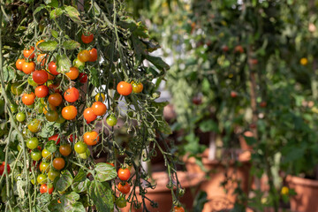 tomatoes growing on the vine in a green house with mixture of ripe and unripe fruit.