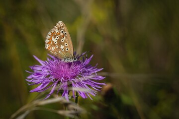 Small chalk hill blue butterfly, a female, sitting on a purple knapweed flower growing in a meadow on a sunny summer day. Blurry green grass in the background. Copy space.