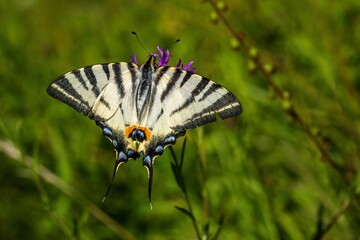 Large yellow colored scarce swallowtail butterfly with black stripes sitting on a purple flower growing in a meadow on a sunny summer day. Blurry green and yellow grass in the background.