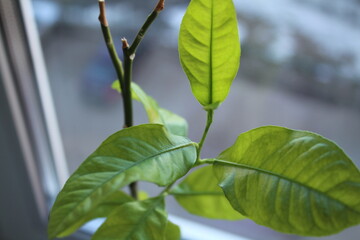 close up of green leaves