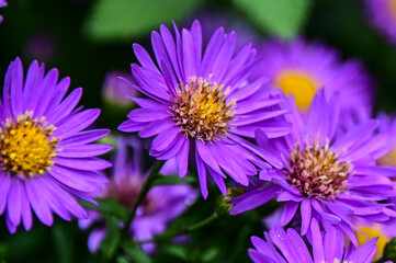 Purple Daisy