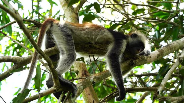 Wild red colobus monkey sitting on the branch in tropical forest on the island of Zanzibar, Tanzania, East Africa