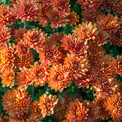 Chrysanthemum indicum