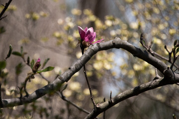 Lone Magnolia
