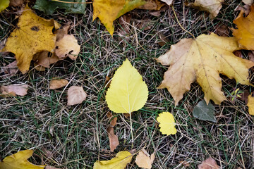 Autumn leaf fall in october. Fallen leaves in the park