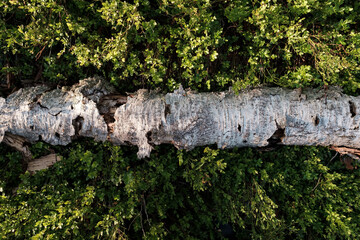 Old, rotten birch trunk lies on green grass, in the forest. Top view. Background.