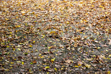 Autumn leaf fall in october. Fallen leaves in the park