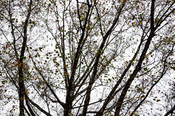 Autumn trees branches on the background of grey sky in cloudy autumn weather.