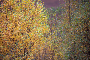pine and larch trees in autumn orange and yellow colours within scotland.