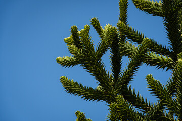 Obraz na płótnie Canvas Araucaria araucana, monkey puzzle tree, monkey tail tree or Chilean pine. Close-up. Pine tree with large thorny leaves against blue sky. City Park 