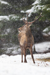 Naklejka na ściany i meble Red deer, cervus elaphus, standing in forest during winter snowstorm. Horizontal composition of wild stag observing in snowy woodland while snowing. Antlered mammal staring aside in white nature.