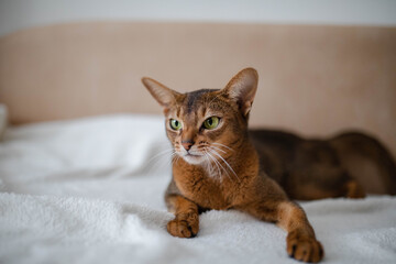 Abyssinian cat home 