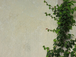 Ficus ivy on a white stone wall. Climbing plant with green leaves. Selective focus