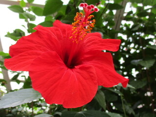 red hibiscus