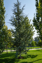 Cedrus Atlantica Glauca tree also known as Blue Atlas Cedar or Cedrus libani atlantica. Close-up. Large evergreen cedar tree with needle-like leaves. City Park "Krasnodar" or Galitsky Park.