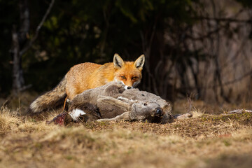 Hungry red fox, vulpes vulpes, feeding on field in autumn nature. Orange mammal tearing a prey on dry meadow. Wild animal looking to the camera with killed roe deer in teeth.