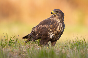 Common buzzard, buteo buteo, sitting on the ground in autumn nature. Wild bird of prey looking aside on meadow at sunset. Brown feathered animal observing on grassland.