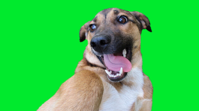 Funny Looking Dog Head On A Green Background