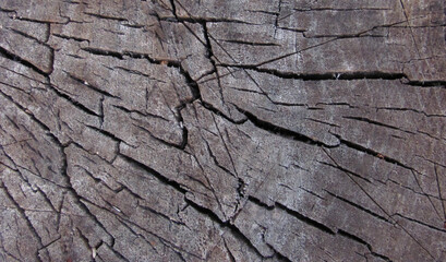 cracked wooden texture, sawn stump