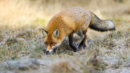 Naklejka na ściany i meble Fluffy red fox, vulpes vulpes, sniffing on meadow in autumn nature. Orange wild animal hunting on dry field in fall. Wild mammal sneaking on grassland.