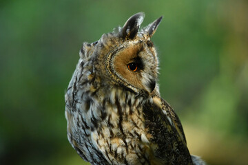 Long-eared owl portrait