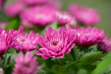 Chrysanthemum indicum