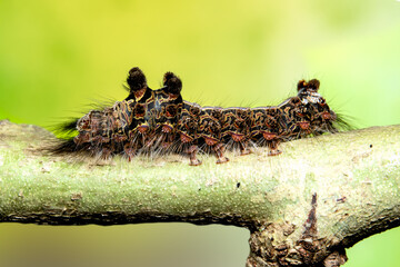 Closeup moth caterpillar on tree branch over blurry background. Macro shot insect.