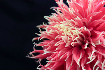 red dahlia flower