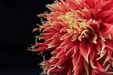 red dahlia flower