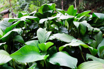 green leaf texture, leaf background, nature background, forest patterns, leaves pattern