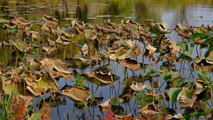 Obraz na płótnie Canvas Wilted lotus leaves in autumn. Defocused blurred background for web design.