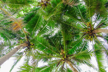 Coconut green leaf perspective view background
