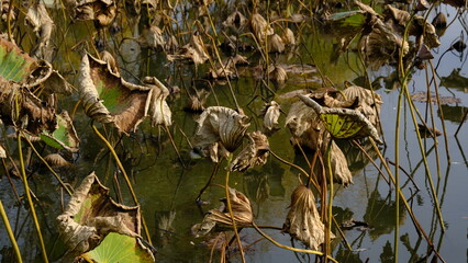 Wilted lotus leaves in autumn. Defocused blurred background for web design.