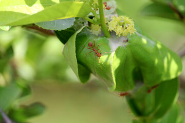 Red Ants Nest in the Leaves, Bagalkot, Karnataka.