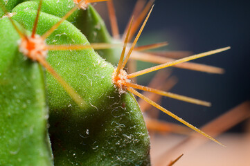 zielony kaktus kolce w powiększeniu zbliżeniu makro