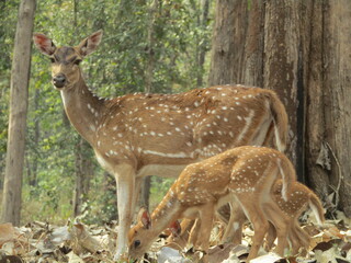 Naklejka na ściany i meble animal deer walk, beauty deer in forest 