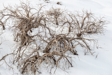 Ramas secas sobre la nieve