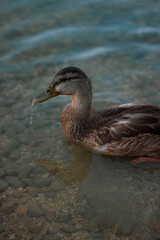 duck in a lake