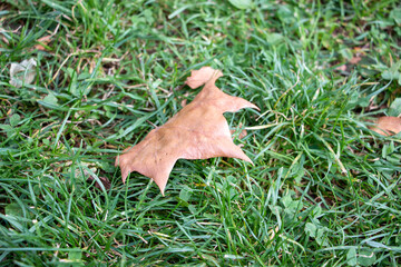 Obraz premium 落ち葉