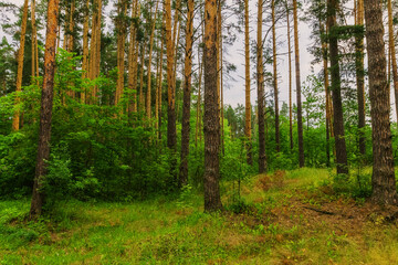 Fototapeta na wymiar Coniferous forest in summer day